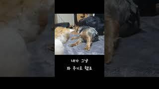 강아지와 고양이 첫 만남. 짜증을 참지 못한 강아지는 결국..