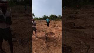 plating of mango seedlings #ytshorts #shorts #viral vidio#farming #trending