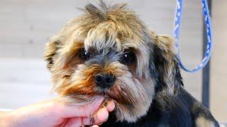 Yorkie Summer Cut