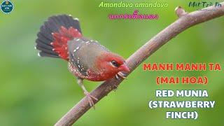 Tiếng chim Manh manh ta gọi bầy | Chim Hoa mai | Red Munia call | Strawberry Finch #munia #finch