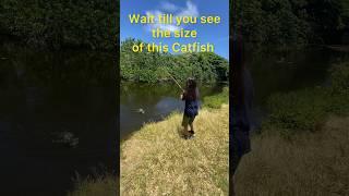 HUGE Catfish using chicken nuggets  #fishing #shorts #freshwaterfishing #catfish #hawaii