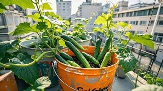 TIMELAPSE: AMAZING GARDEN Useful Tips & Tricks Gardening Plant Vegetables on Balcony