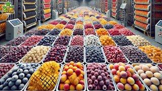 Frozen Fruits Mega Factory: Processing Millions Of Frozen Fruits With Modern Technology