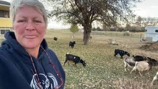 Loose Goats at the Ranch!