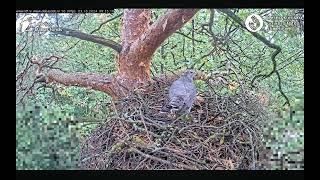 Goshawks Riga/BKUS 🪶 Des Goshawk Nachbarn Jay, Krähe & Specht