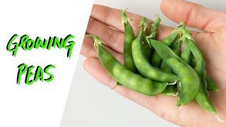 Hydroponic Peas from Seed to Harvest with the Kratky Method