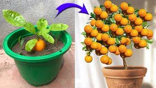 I was very surprised to propagate kumquat this way | Relax Garden