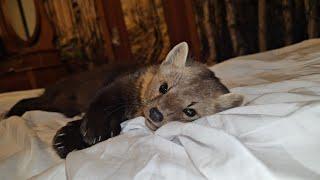 I let a Pine Marten sleep in my bed