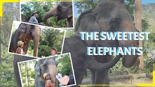 Playing and Feeding the Elephants/ Elephants are sweet creature