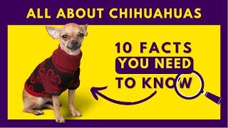 10 Amazing Facts about Chihuahuas You Need to Know