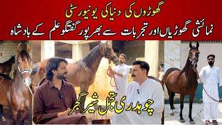 Exclusive interview A Real horse man Ch Tajamal Shar Gujjar Gujrat | Most beautiful desi mares colt