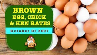 Today Brown Chick Brown Egg & Brown Layer rates in Pakistan | Poultry Baba |01-Oct-2021|