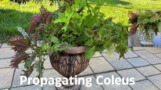 Coleus Propagation In Water 