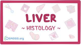 Liver: Histology