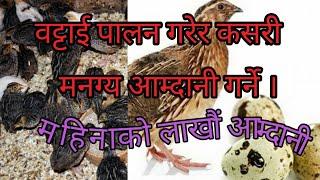 Small Investment huge Income! Battai Palan in Nepal Battai farming! Nepal Chautari Foundation