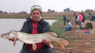 Pecanje štuke na kedera na jezeru Grgeč - Takmičenje - Žitište Vojvodina | Fishing pike in Serbia 2