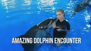 Amazing Dolphin Encounter | Swim with Dolphins | Fun Activities in Dubai