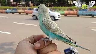 Budgies Parakeet happy flying and playing