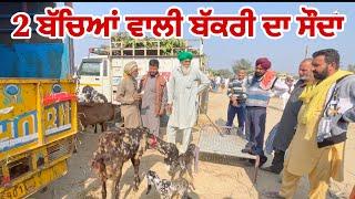 2 ਬੱਚਿਆਂ ਵਾਲੀ ਬੱਕਰੀ ਦਾ ਸੌਦਾ। Tungwali Bakra Mandi #goatfarming #punjab bakramandi #farming #goats