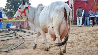 Worlds Biggest Udder Tharparkar Cow || Tharparkar Gay || Video Documentary By AJ Cattle info