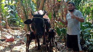 VACA DE TERCER PARTO