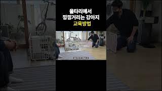 울타리에서 낑낑거리는 강아지 교육방법