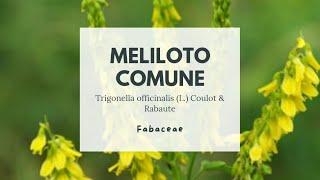 MELILOTO COMUNE - Trigonella officinalis Fabaceae - Yellow sweetclover