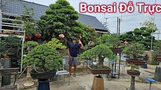 Zalo_0918788676: Bonsai chuyên sâu và chia sẽ kinh nghiệm chơi cây của anh Trực ở Cần Thơ