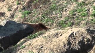 Kamchatka brown bear watching bears walking - Kamtschatka Braunbär