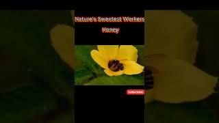 Nature’s Sweetest Workers: Honey Bees in Action