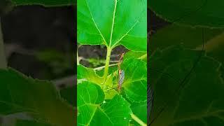 Bigflies on my Sunflower plant #mosquito #nature #flies