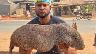 Mukbang Asmr Giant RAT, Cooking and Eating Grasscutter Bushmeat in Nigeria.