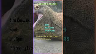 "Meet the Majestic Animals | Animal Name, Facts, and More | YouTube Shorts" #ZB31 #ZoomorphicBytes