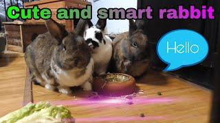 Watch the nature to make you relax Cute and smart rabbits. Happiness living. Rabbit’s life