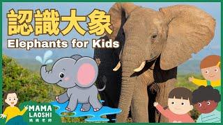 ALL about Elephants for Kids in Chinese 認識大象  | Cute Animals 可愛動物 | Animal Facts in Chinese 看動物學中文