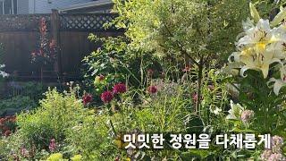 달리아와 토마토 케이지, 예쁜 정원용품 #Garden Decor #Homesense #정원꾸미기 Small Garden in August