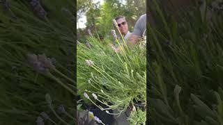 Deer Resistant Plants with Debra Knapke, the Garden Sage, and Jared