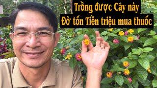 Trồng được Cây này đỡ tốn Tiền triệu mua thuốc. Cây hoa Ngũ sắc. PHAN HẢI Channel