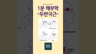 1분 해부학(목,어깨) - 두반극근, 머리반가시근, Semispinalis capitis