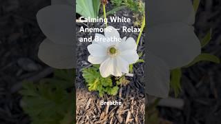 Calming White Anemone — Relax and Breathe #relaxation #flowers #birdsong