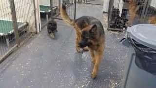 German Shepherds