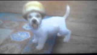 Nintendogs + cats A little update