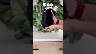 Doc - Male Standard Sheepadoodle #dogsofyoutube #puppies #doodle #dogs #sheepadoodle #disney