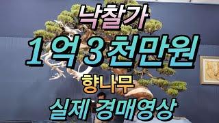 #bonsai 국보급 #특수목 #향나무 실제 경매 영상입니다..감상하세요