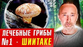 ШИИТАКЕ: этот ГРИБ лечит сотни болезней тысячи лет!