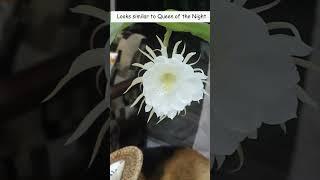 SEE - The Gorgeous Dragon Fruit Flower!