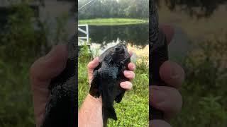 Florida blue gill fishing #florida #fishing #bluegill #nature #pureflorida #4k