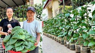 Growing and harvest a mountain of vegetables at home, with just a few plastic bottles