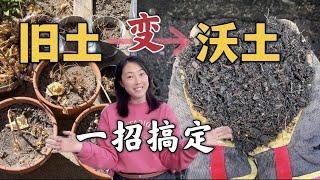 【Garden】A easy way for building perfect healthy soil for free 把旧土变成肥沃的营养土，废物利用，自制营养土