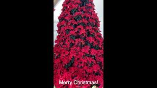 Merry Christmas 2023 #christmas #merrychristmas #christmastree #christmasdecor #holidays